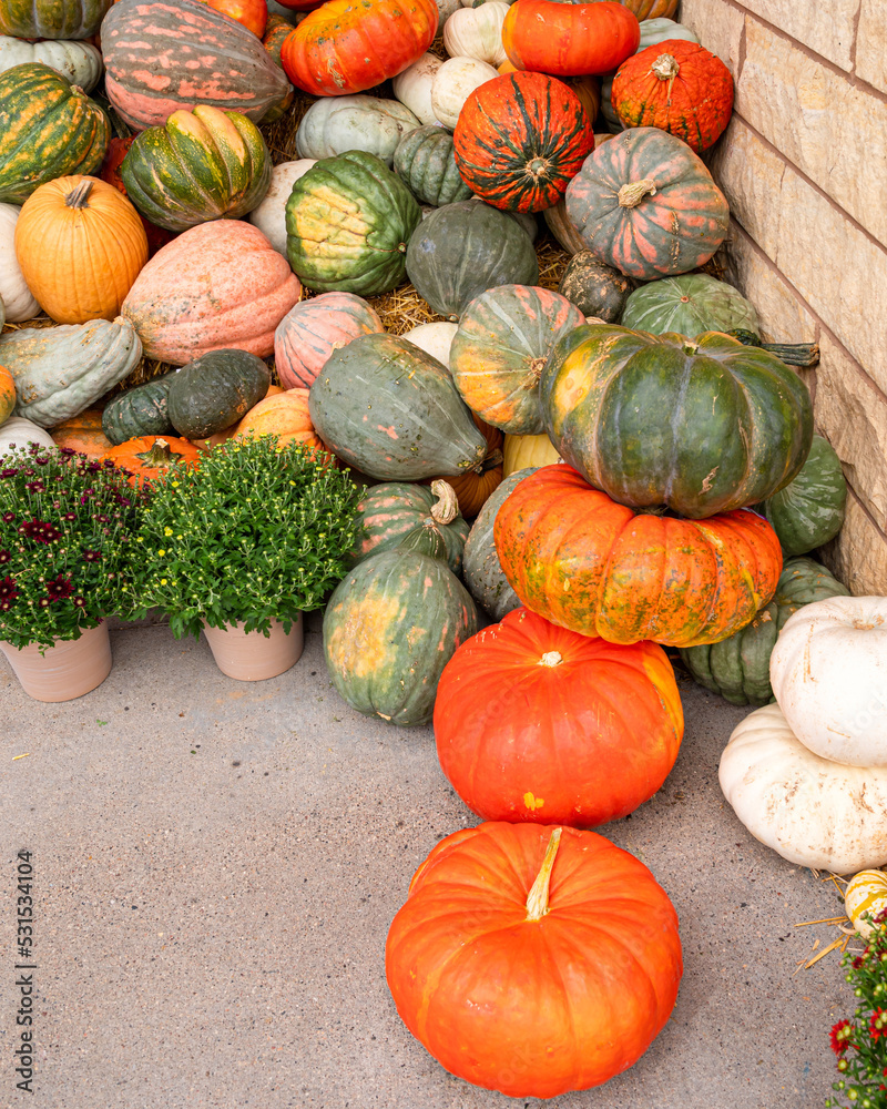 Display of pumpkins for harvest season