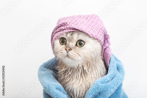 Fototapeta Naklejka Na Ścianę i Meble -  Funny cat, after bathing, wrapped in a blue towel in a violet cap on his head