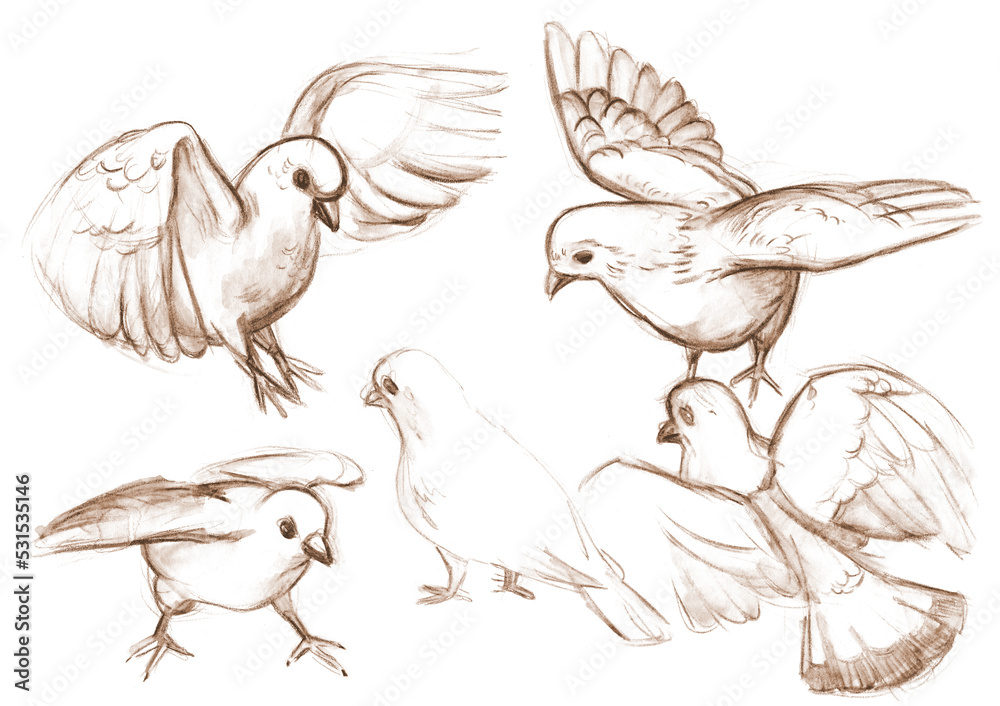 Outline sketches pigeons from nature. Hand drawing in pencil Outline sketches pigeons from nature. Hand drawing in pencil