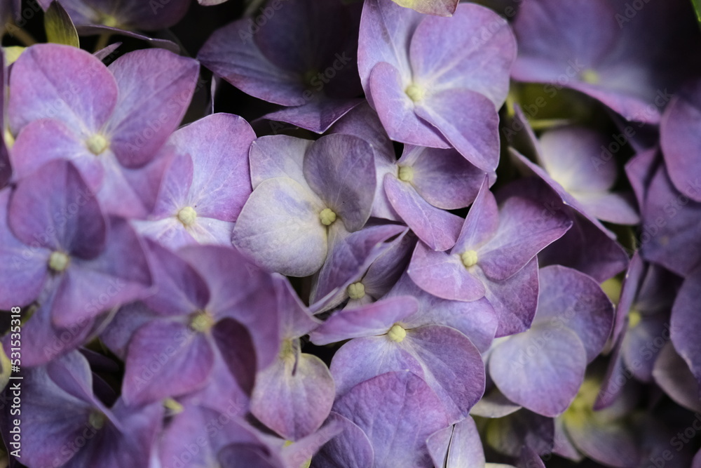 Close up of hydrangea. Ideal for promoting flower business. Selective focus. Beautiful flower. Close up of hydrangea. Ideal for promoting flower business. Selective focus. Beautiful flower.