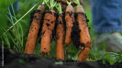 A woman with her hands pulls a bunch of carrots by the tops from the ground at the farm