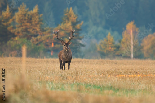 red deer, cervus elaphus, standing on a stubble field early in the morning and looking around with copy space. Wild mammal with antlers in agricultural country from front view. © WildMedia