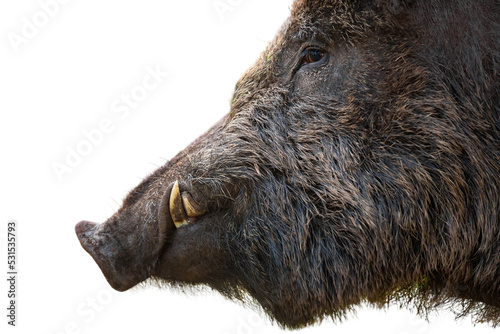 Dangerous wild boar, sus scrofa, white white tusks looking aside isolated on white background. Close up view of a threatening animal with white teeth sticking out of mouth cut out on blank. photo