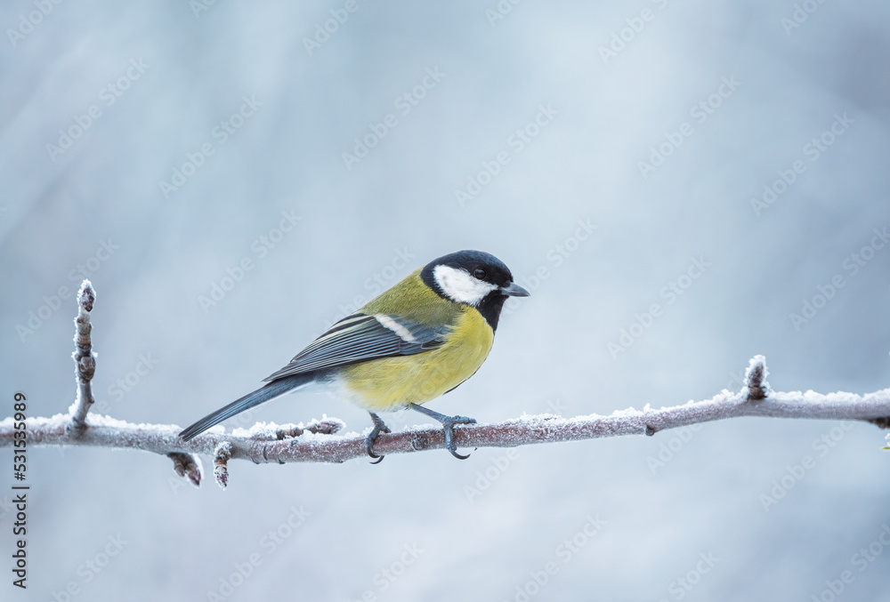A chilled chickadee sits on a frozen branch during a severe frost A chilled chickadee sits on a frozen branch during a severe frost