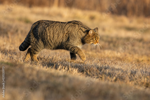 Canvas Print European wildcat, felis silvestris, walking on a meadow with yellow dry grass in autumn nature