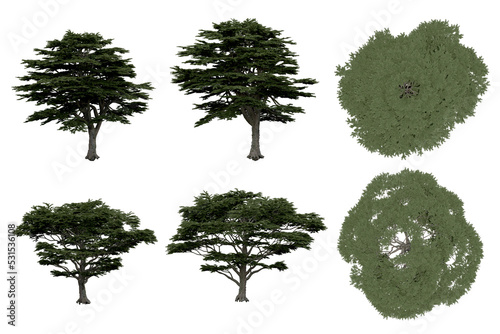 3d rendering of  Cedrus Libani PNG vegetation tree for compositing or architectural use. No Backround. 