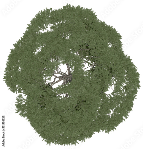 3d rendering of  Cedrus Libani PNG vegetation tree for compositing or architectural use. No Backround. 