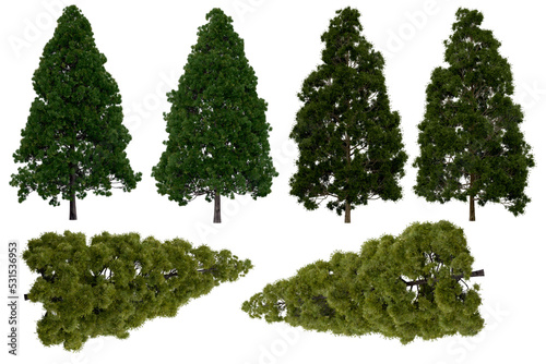 Canvastavla 3d rendering of  Cryptomeria Japonica PNG vegetation tree for compositing or architectural use