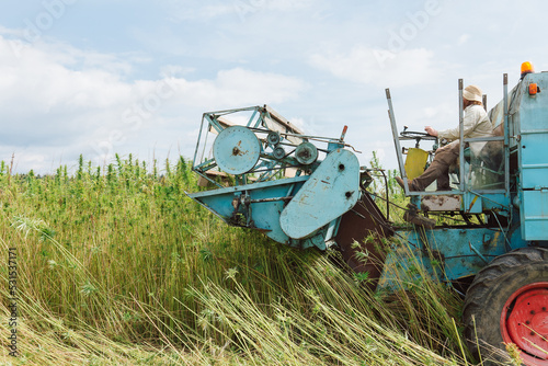 Foto Harvester collecting hemp crops on the plantation
