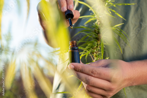 Hand holding a cbd dropper bottle between hemp plant flowers for oil production, close up shot.