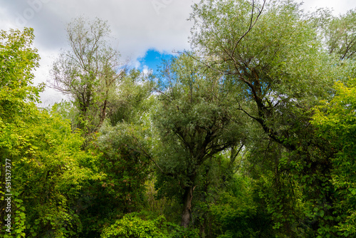 Forest canopy in Mako near the river Maros