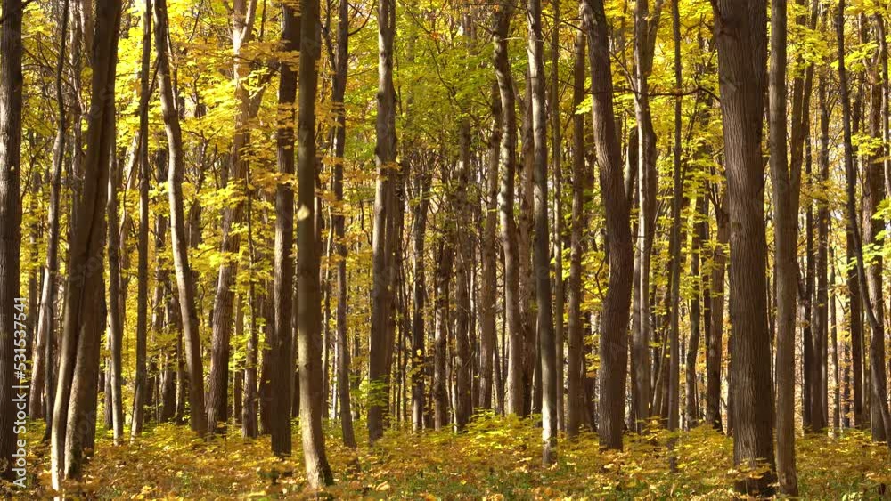 Autumn Scene. Falling colorful maple leaves, yellow trees in autumnal park Autumn Scene. Falling colorful maple leaves, yellow trees in autumnal park