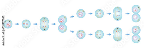 Scientific Designing of Meiosis Phases. Germ Cell Division Process. Colorful Symbols. Vector Illustration. photo