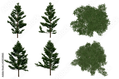 3d rendering of  Larix Kaempferi PNG vegetation tree for compositing or architectural use. No Backround. 