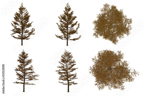 3d rendering of  Larix Kaempferi PNG vegetation tree for compositing or architectural use. No Backround.  photo
