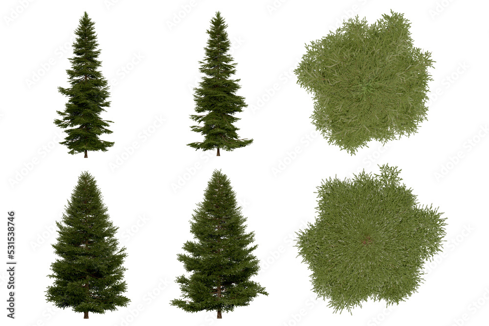 3d rendering of  Picea Rubens PNG vegetation tree for compositing or architectural use. No Backround. 