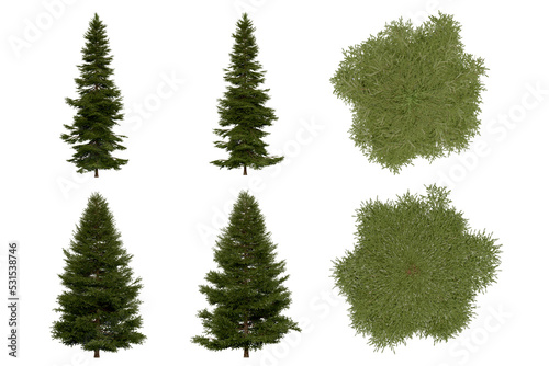 3d rendering of Picea Rubens PNG vegetation tree for compositing or architectural use. No Backround. 