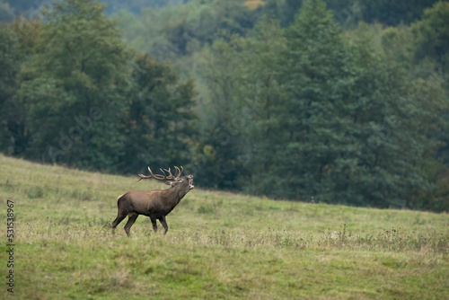 Red deer  cervus elaphus  stag walking on a meadow in rutting season and roaring with open mouth. Wild creature with antlers moving along hay field with forest in background. Animal wildlife in autumn