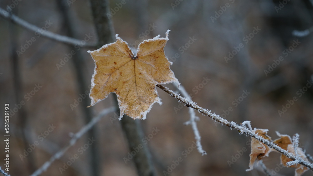 grass covered with frost in the first autumn frosts, abstract natural background. green leaves of plants covered with frost, top view. Late autumn, the concept of frost. grass covered with frost in the first autumn frosts, abstract natural background. green leaves of plants covered with frost, top view. Late autumn, the concept of frost.