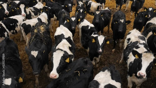 Young black and white bulls look at the camera around on the hay outdoor. The concept of trust. Kindergarten. Ear marks.