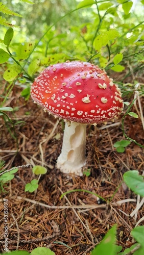 Close-up of Amanita muscaria - fly agaric mushroom in the forest