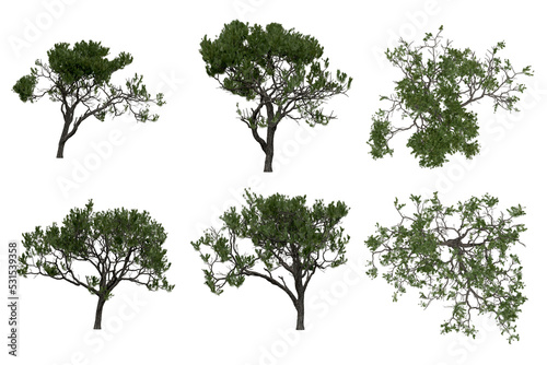 3d rendering of  Pinus Picea PNG vegetation tree for compositing or architectural use. No Backround. 