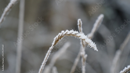 grass covered with frost in the first autumn frosts, abstract natural background. green leaves of plants covered with frost, top view. Late autumn, the concept of frost.