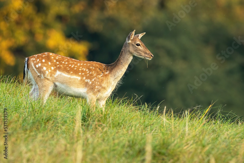 Fototapeta Naklejka Na Ścianę i Meble -  Fallow deer, dama dama, doe looking aside on a meadow with green grass in autumn at sunrise. Female wild mammal with brown spotted fur from side view with copy space.