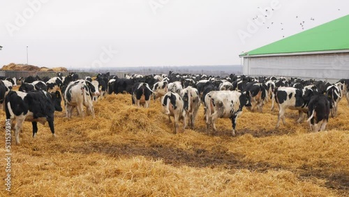Young black and white bulls running around on the hay outdoor. They look at the camera.
