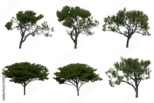 3d rendering of  Pinus Picea PNG vegetation tree for compositing or architectural use. No Backround. 