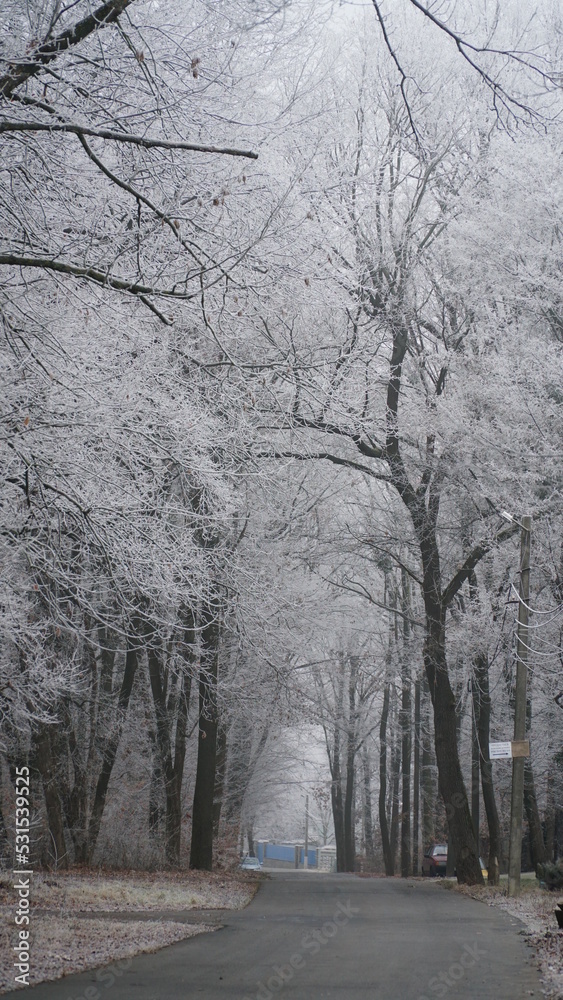 Beautiful autumn foggy landscape with country road. Autumn foggy morning and hoarfrost on the grass in a picturesque forest. Beautiful autumn foggy landscape with country road. Autumn foggy morning and hoarfrost on the grass in a picturesque forest.