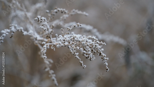 grass covered with frost in the first autumn frosts, abstract natural background. green leaves of plants covered with frost, top view. Late autumn, the concept of frost. © Nelia2
