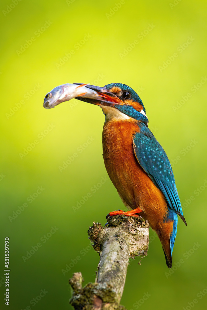 Obraz premium Male common kingfisher, alcedo atthis, holding large fish in a beak in summer nature. Colorful bird perched on a branch with vivid green background in vertical composition. Animal wildlife.