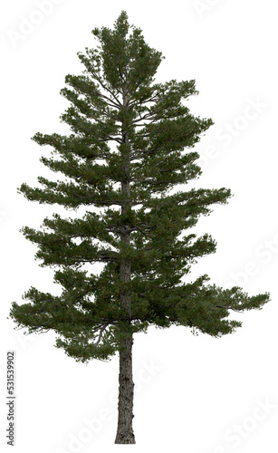 3d rendering of  Pinus Strobus PNG vegetation tree for compositing or architectural use. No Backround. 