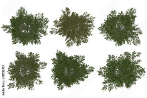Bilde på lerret 3d rendering of  Pinus Strobus PNG vegetation tree for compositing or architectural use