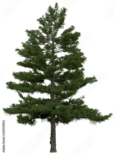 3d rendering of  Pinus Strobus PNG vegetation tree for compositing or architectural use. No Backround. 
