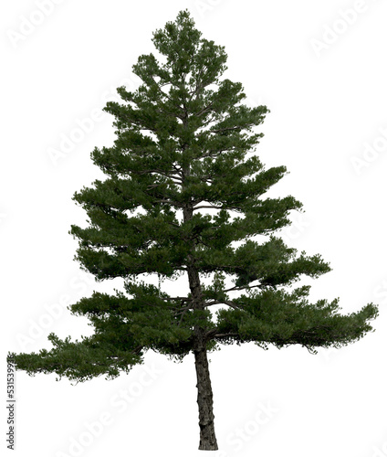 3d rendering of  Pinus Strobus PNG vegetation tree for compositing or architectural use. No Backround. 