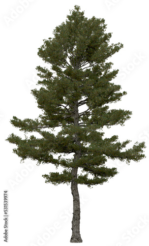 3d rendering of  Pinus Strobus PNG vegetation tree for compositing or architectural use. No Backround. 