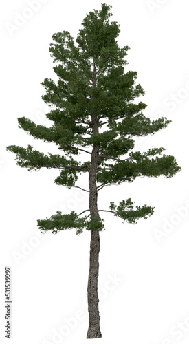 3d rendering of  Pinus Strobus PNG vegetation tree for compositing or architectural use. No Backround. 