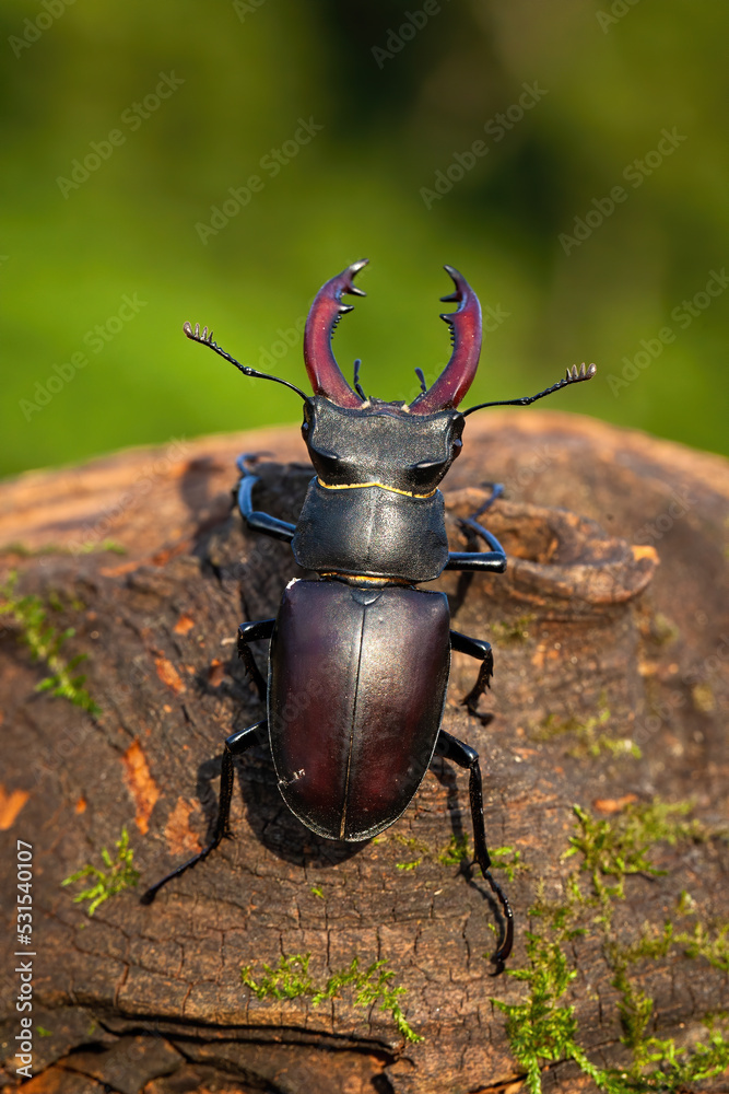 Stag beetle, lucanus cervus, crawling up a wooden branch in summer nature. Top view of an insect with horns climbing up a branch on a sunny day. Bug clinging to a tree from above.