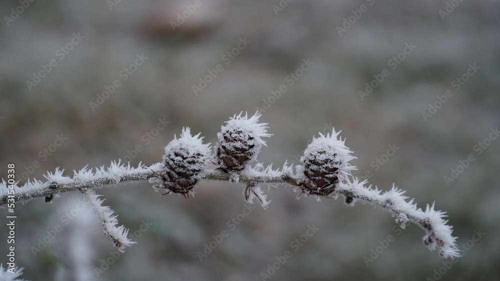 grass covered with frost in the first autumn frosts, abstract natural background. green leaves of plants covered with frost, top view. Late autumn, the concept of frost. grass covered with frost in the first autumn frosts, abstract natural background. green leaves of plants covered with frost, top view. Late autumn, the concept of frost.