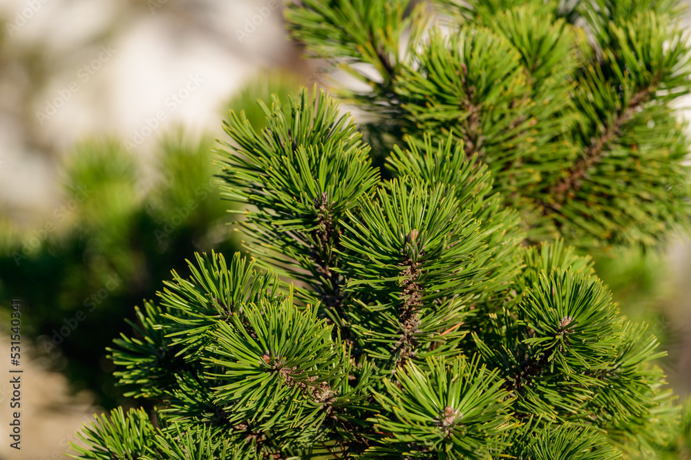 Spruce branch illuminated by sunlight Spruce branch illuminated by sunlight