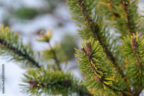 Pine branch with a cone