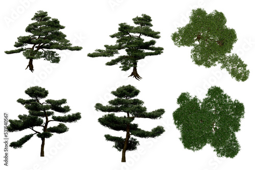 3d rendering of  Podocarpus Macrophyllus PNG vegetation tree for compositing or architectural use. No Backround. 