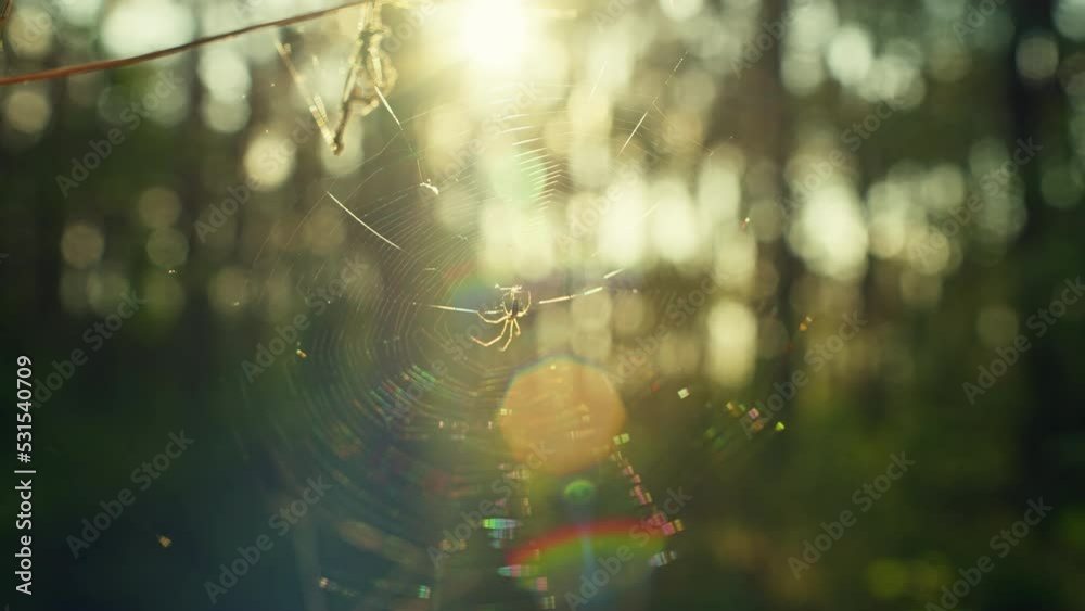A spider spins a web at sunset. The life of insects in the wild nature of the forest. Slow motion video. High quality 4k footage