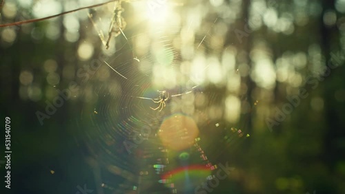 A spider spins a web at sunset. The life of insects in the wild nature of the forest. Slow motion video. High quality 4k footage