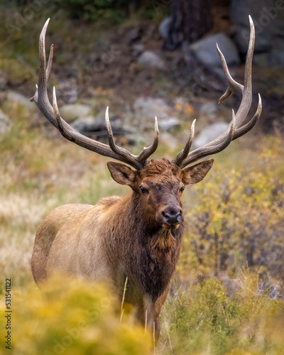 Bull Rocky Mountain elk (cervus canadensis) standing facing head on while observing his harem during the fall elk rut at Rocky Mountain National Park Colorado, USA 
