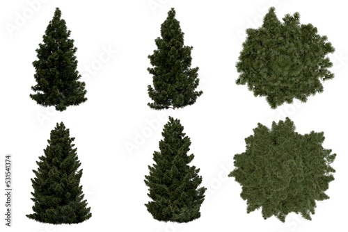 3d rendering of  Sciadopitys Verticillata PNG vegetation tree for compositing or architectural use. No Backround. 