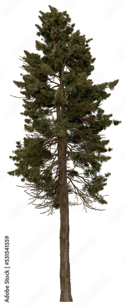 Fototapeta premium 3d rendering of Sciadopitys Verticillata PNG vegetation tree for compositing or architectural use. No Backround. 