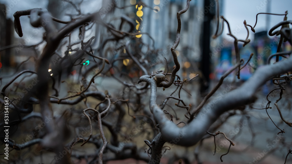 branches in the city branches in the city